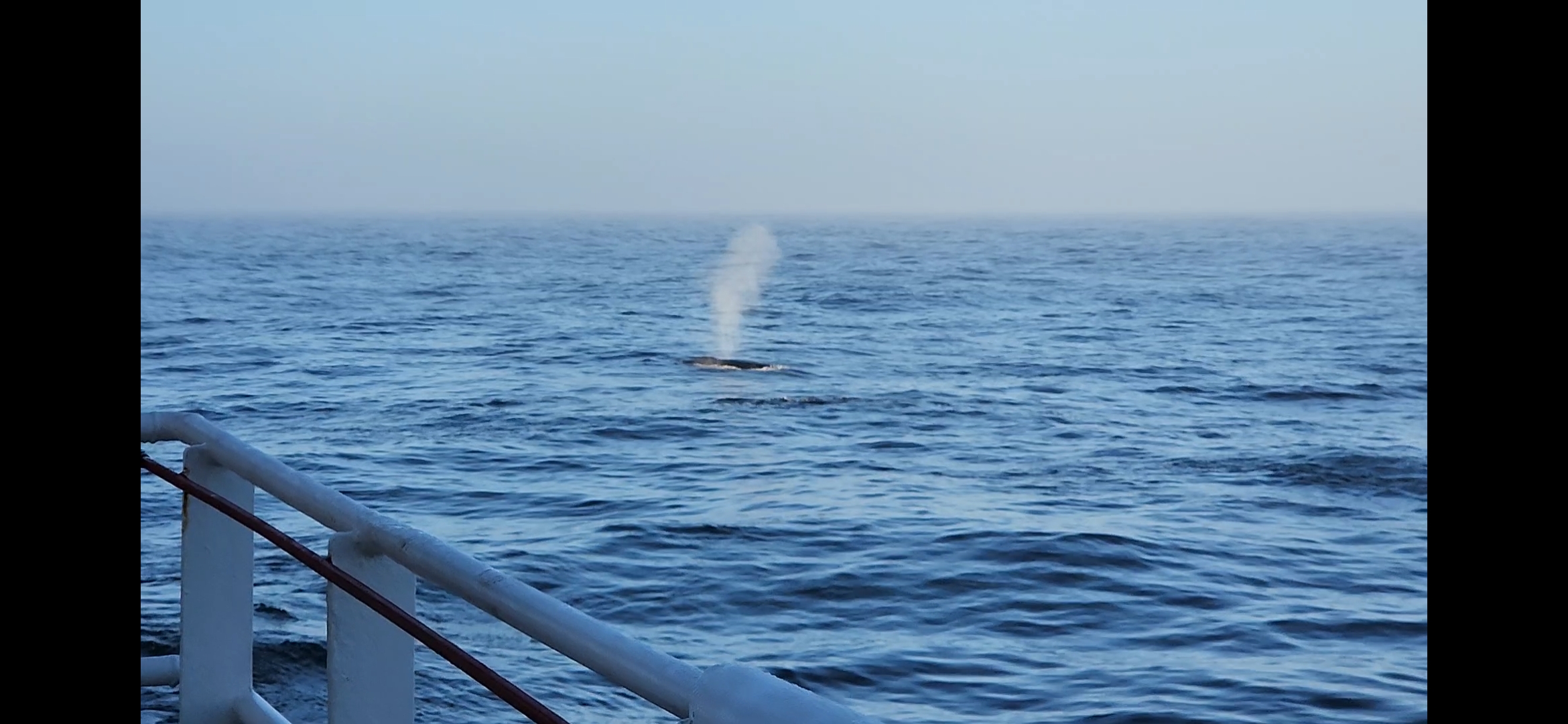 Fin Whale Spout Above SHR