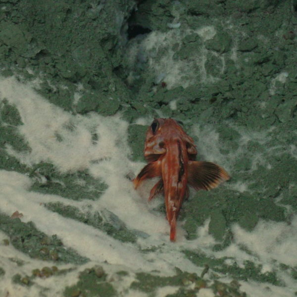 Rockfish on bacterial mat