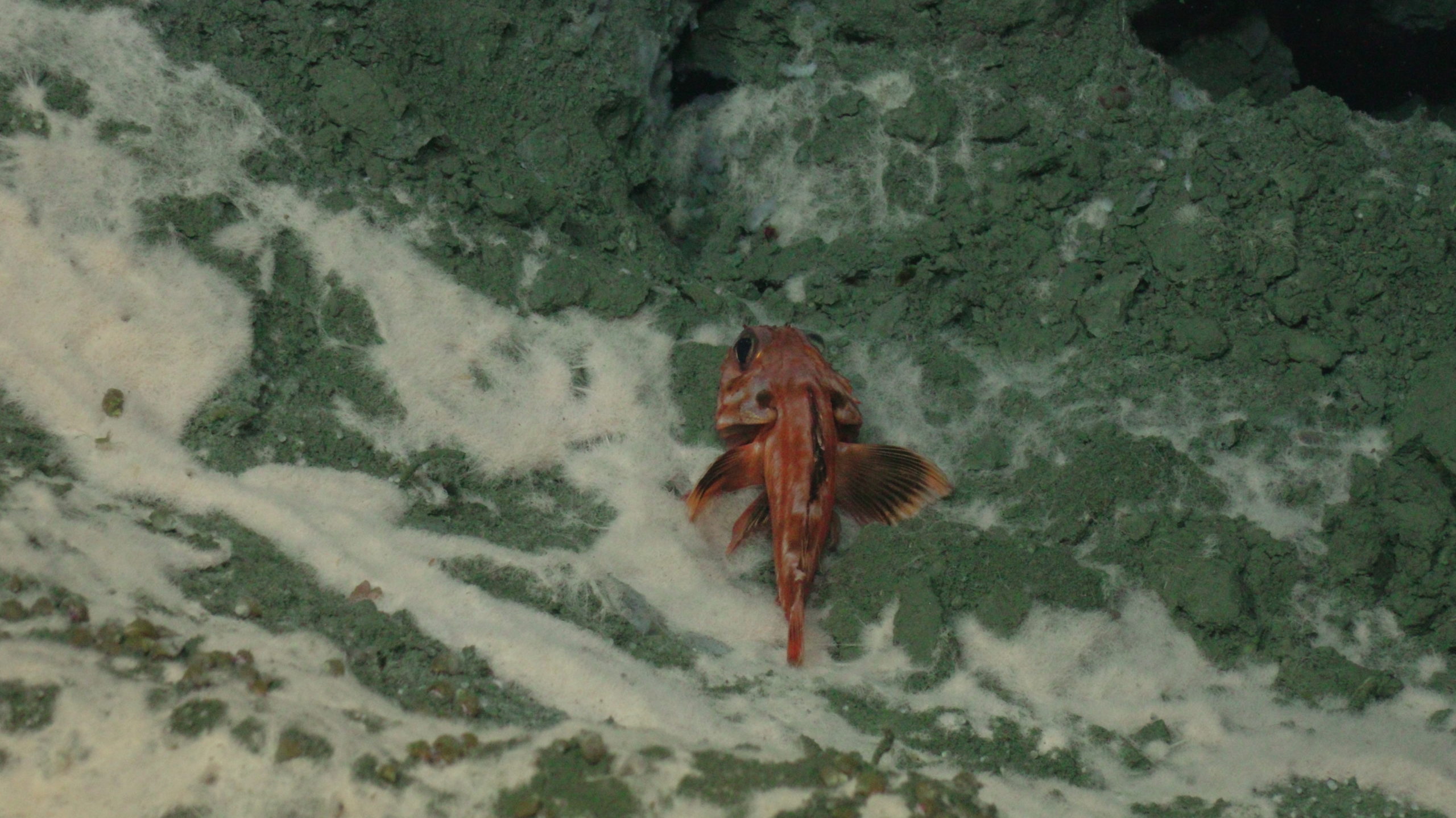 Rockfish on bacterial mat
