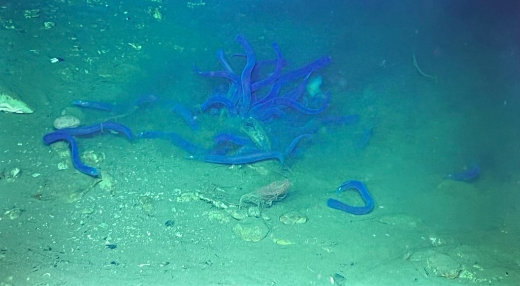 A group of hagfish propelling themselves into their foraged meal. Credit: UW/OOI-NSF/WHOI; J2-1715; V25.