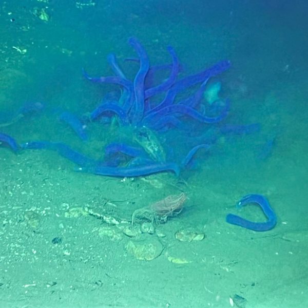 Hagfish feeding ball