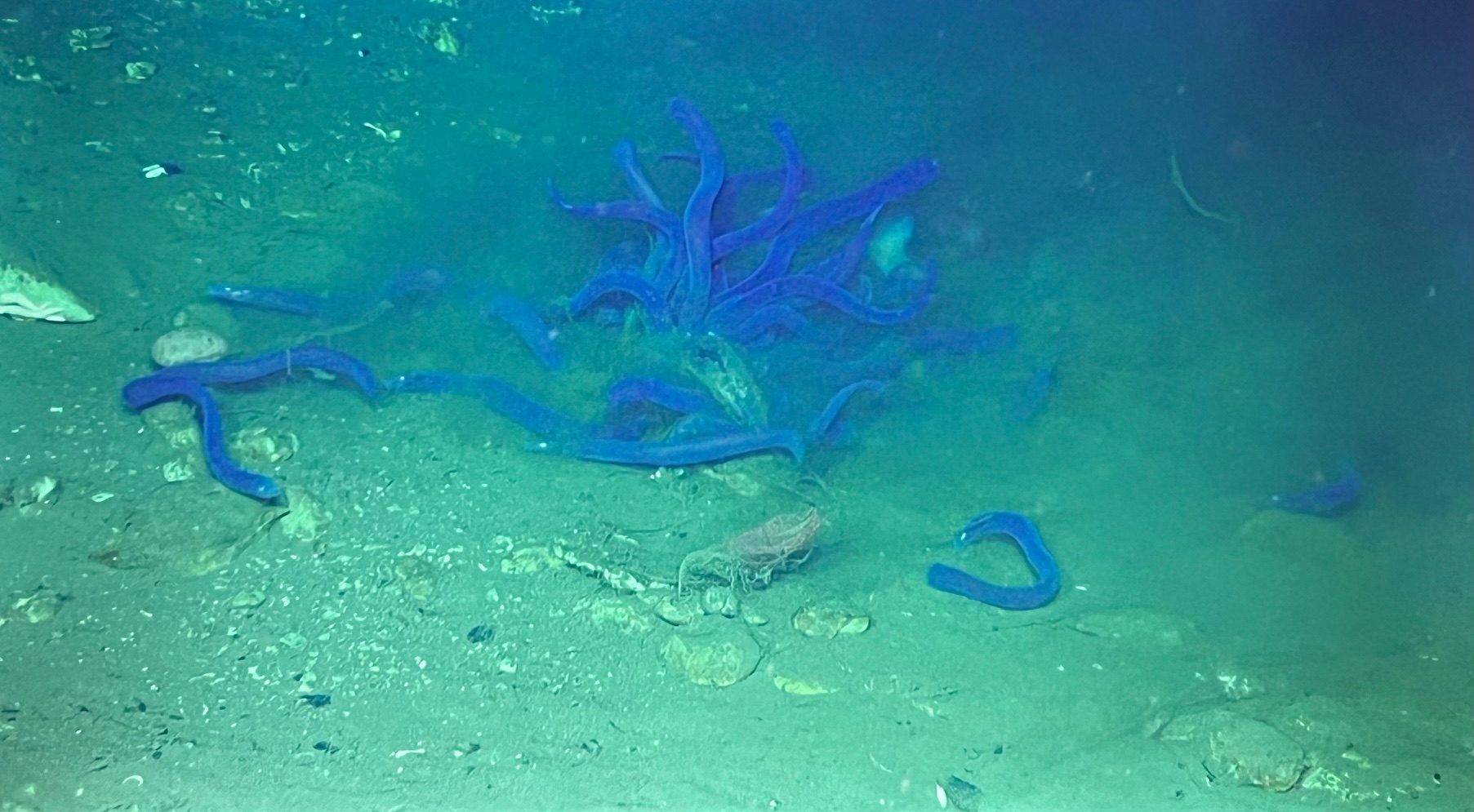 Hagfish feeding ball