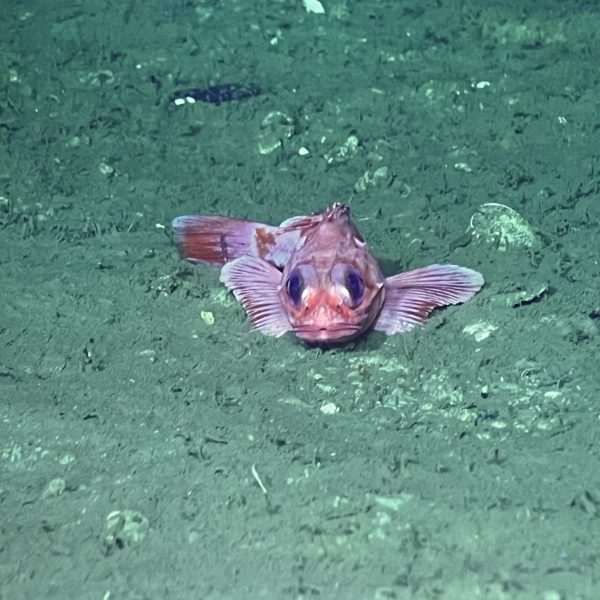 Unimpressed Rockfish