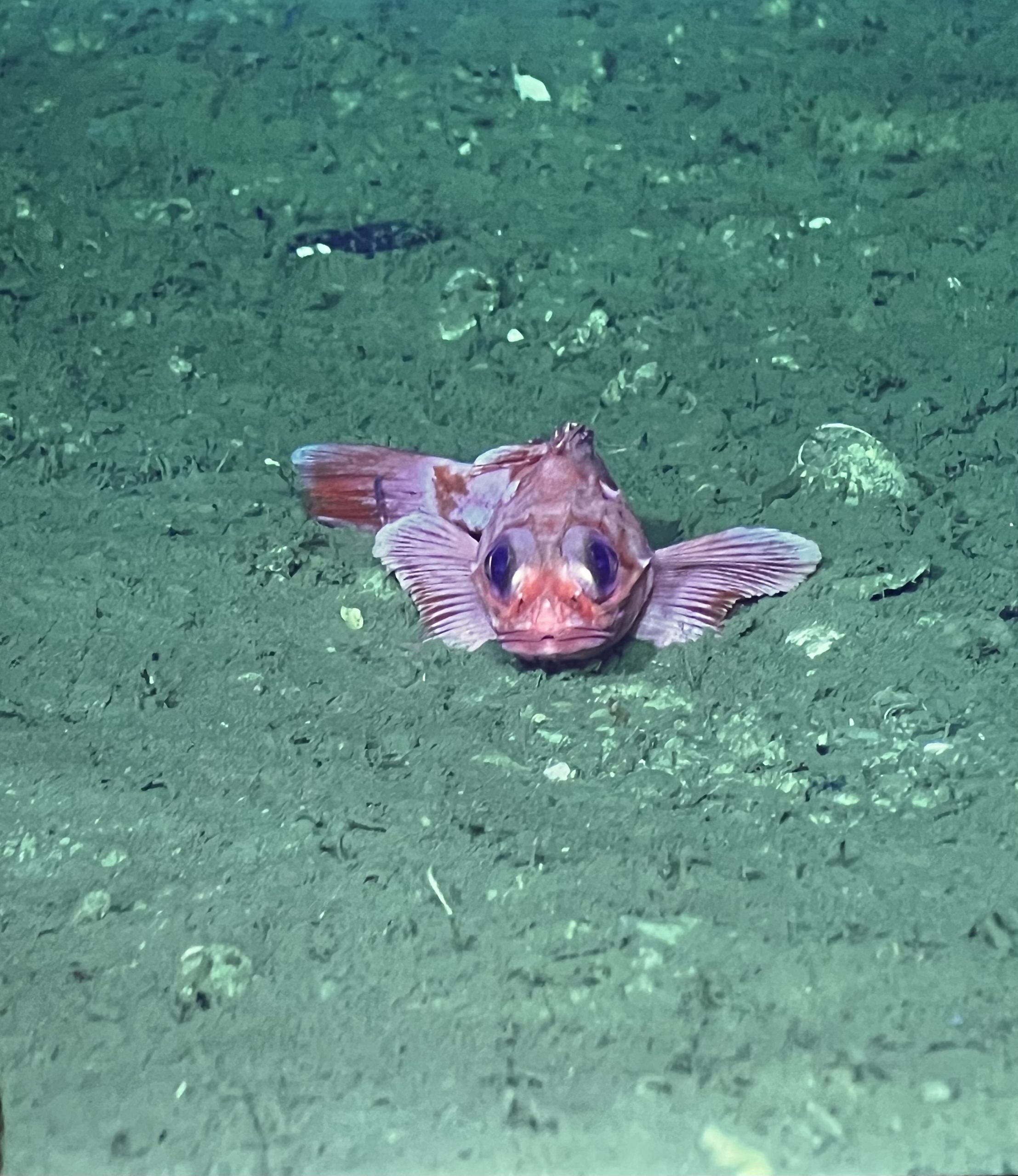 Unimpressed Rockfish