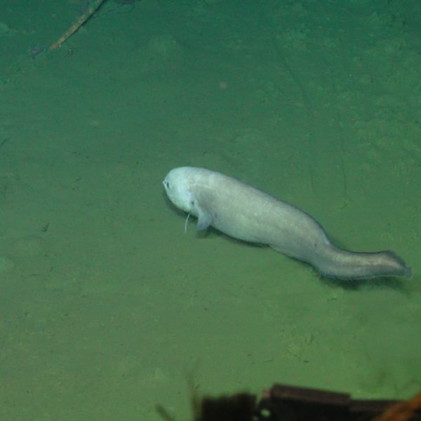 Cusk eel near the Slope Base DP