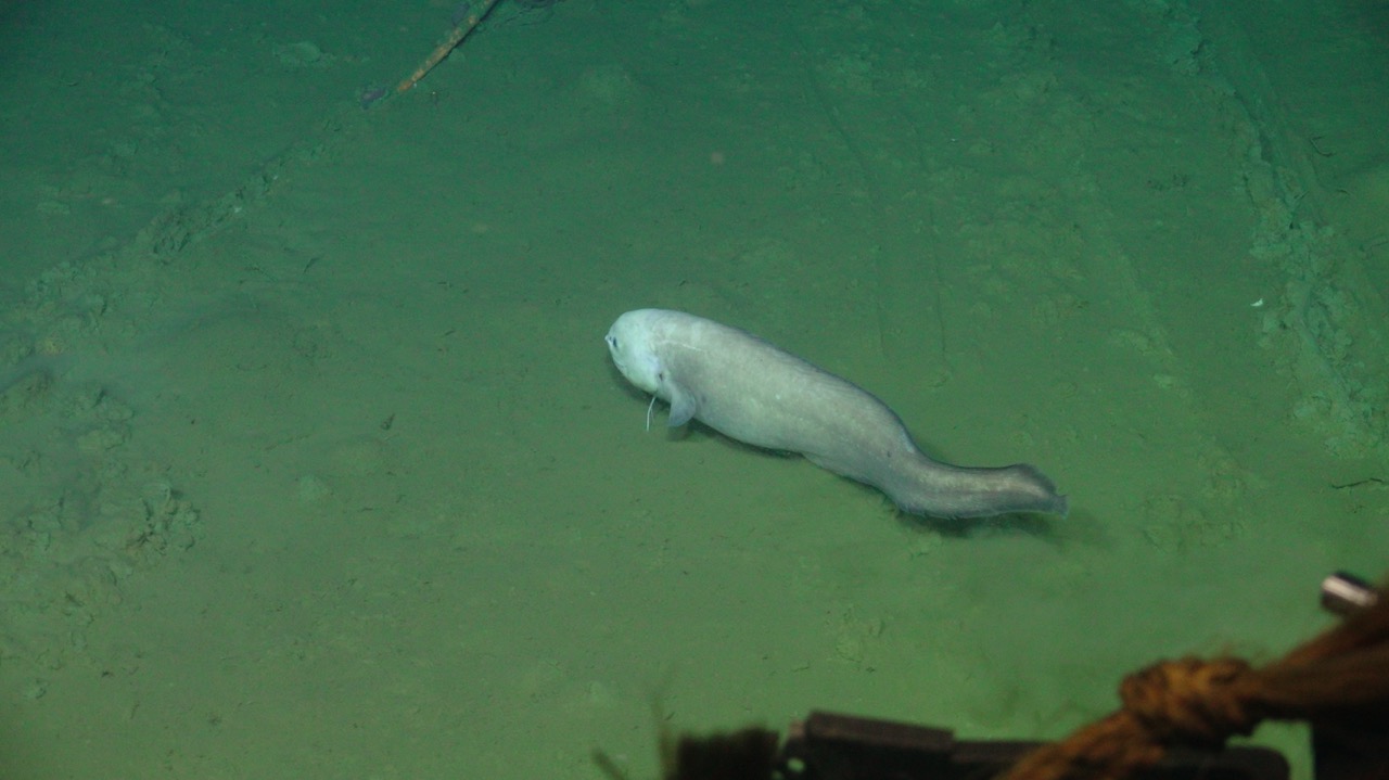 Cusk eel near the Slope Base DP