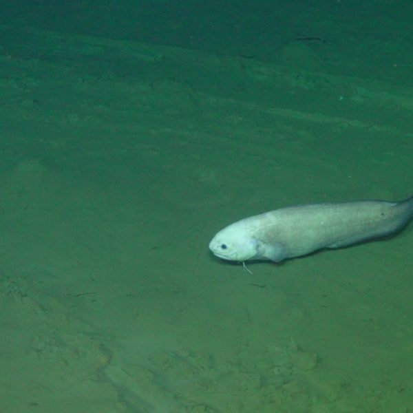 Cusk eel at Slope Base V25