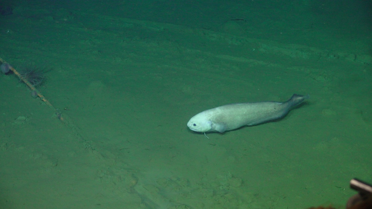 Cusk eel at Slope Base V25