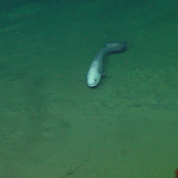 Cusk eel facing Jason at SB