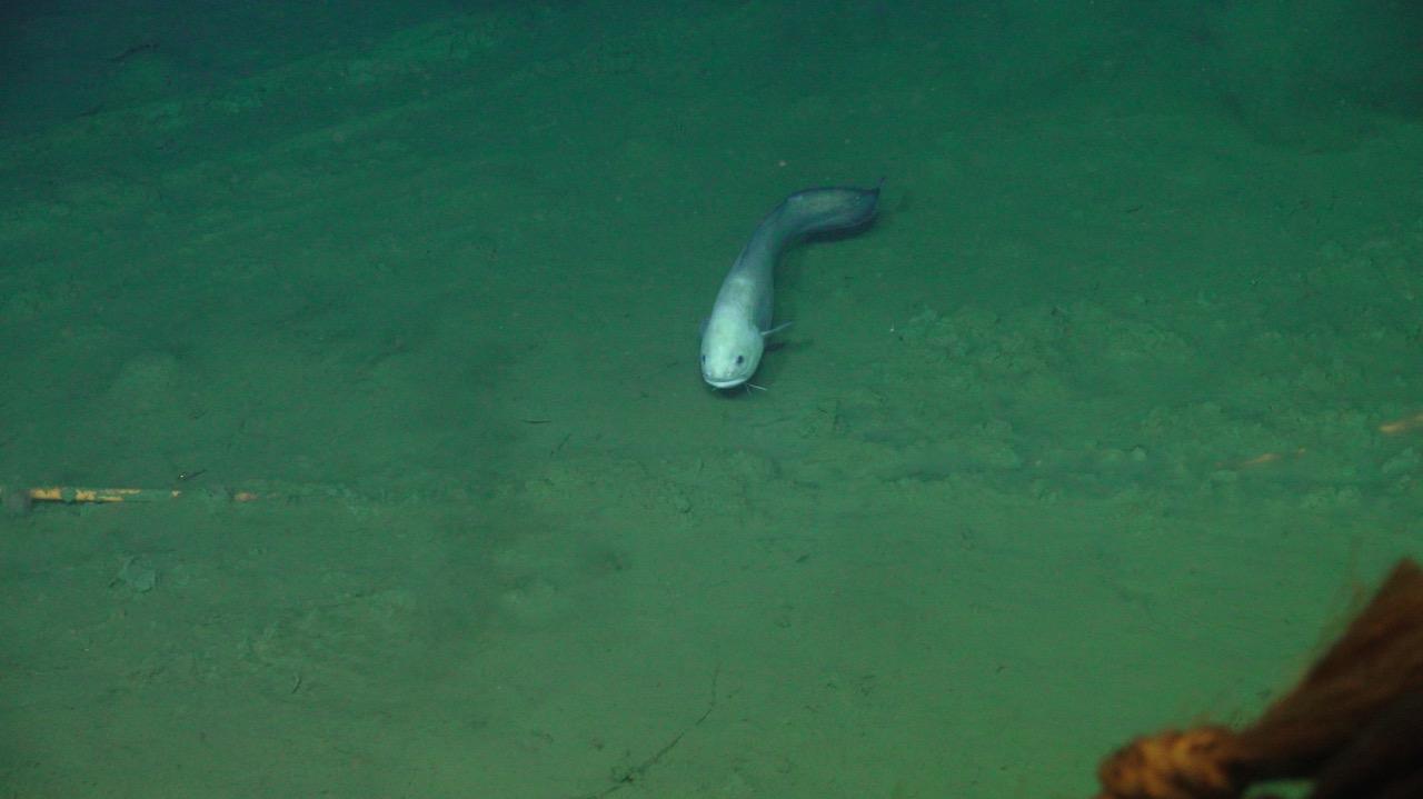 Cusk eel facing Jason at SB