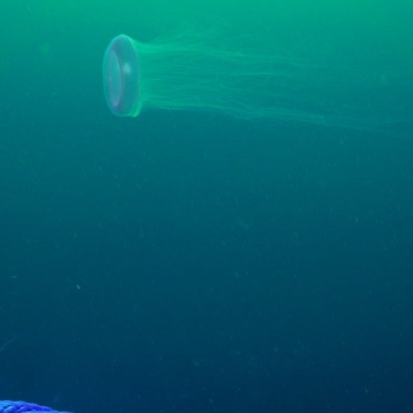Clear jelly near the Slope Base DP