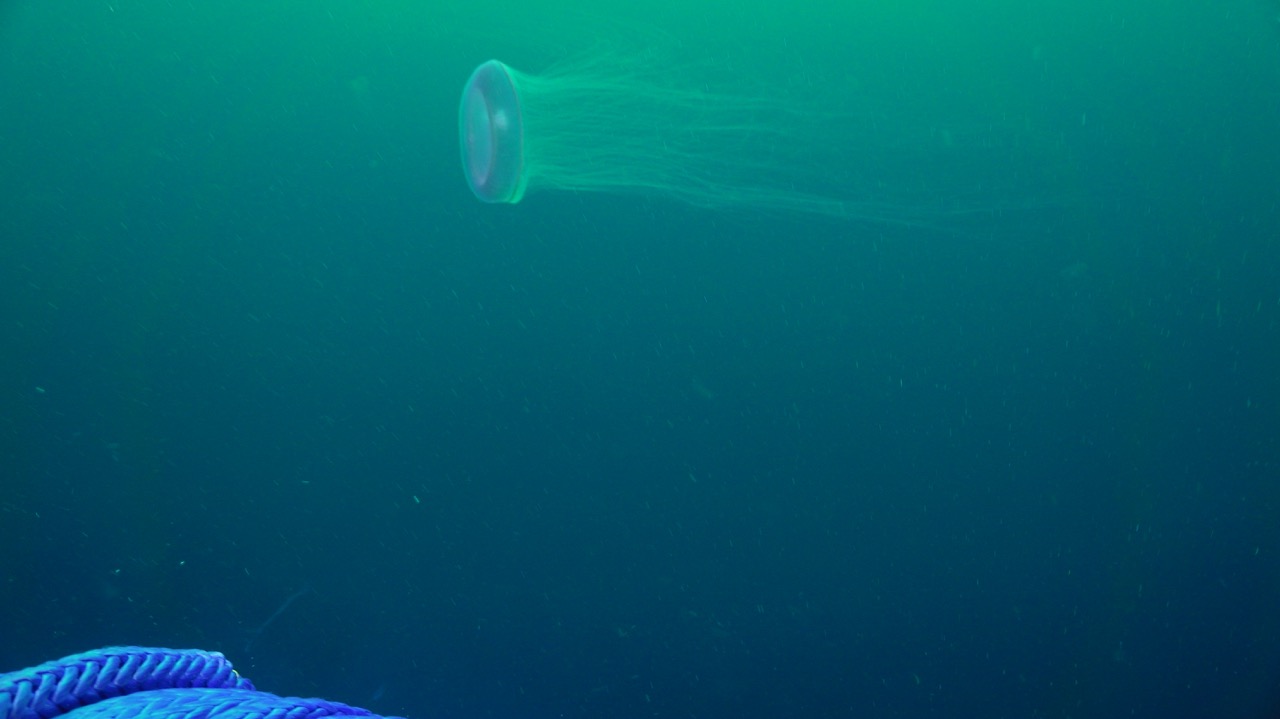 Clear jelly near the Slope Base DP