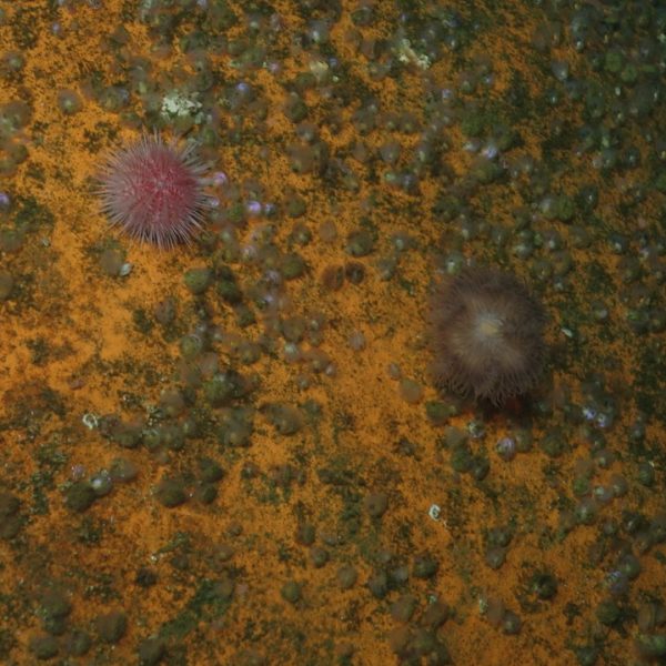 Urchin and anemone being best friends