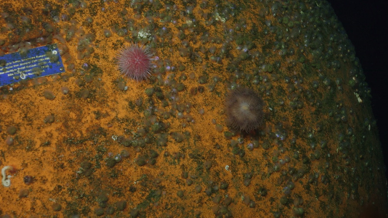 Urchin and anemone being best friends