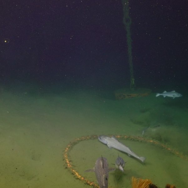 Black cod at OR Offshore DP anchor