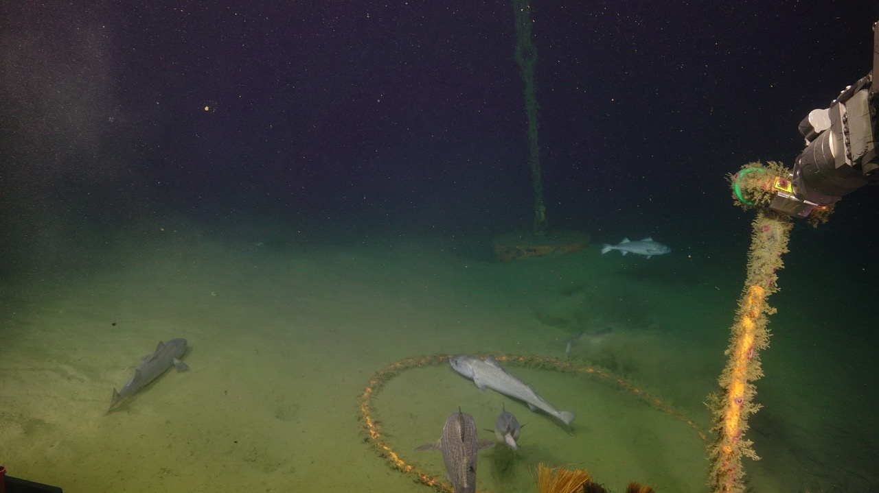 Black cod at OR Offshore DP anchor