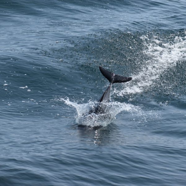 Fig.3.Dolphin.smaller