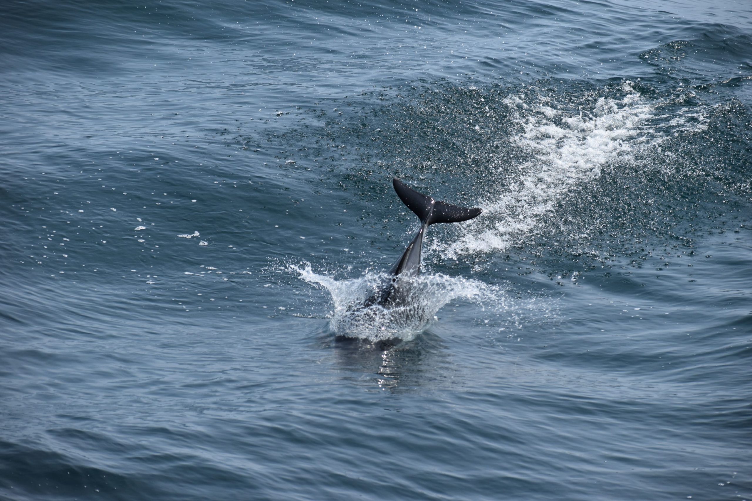 Fig.3.Dolphin.smaller