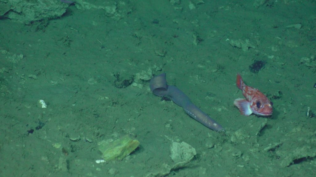 sulis_20250813013328 Large