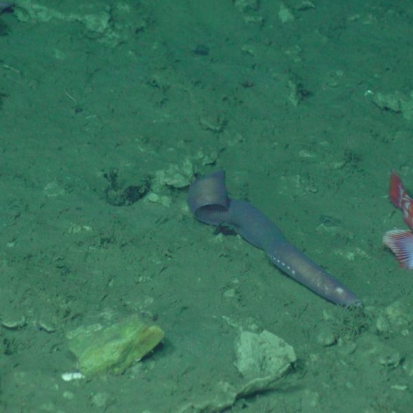 Hagfish and rockfish at SHR