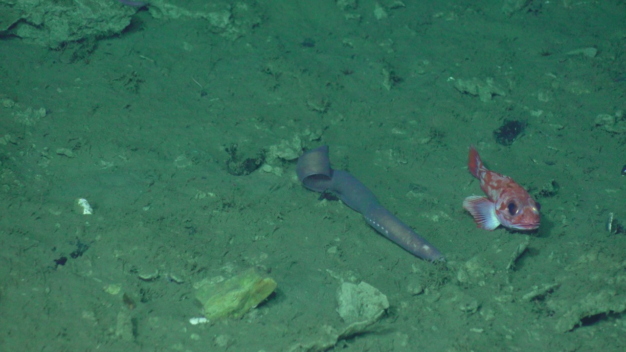 Hagfish and rockfish at SHR