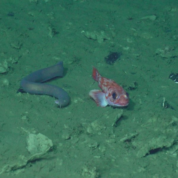 Hagfish and rockfish posing