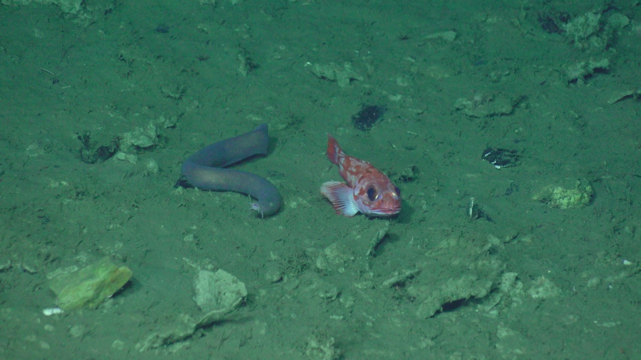 Hagfish and rockfish posing