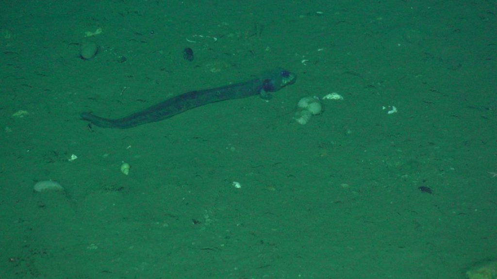 long eel-like fish on seafloor