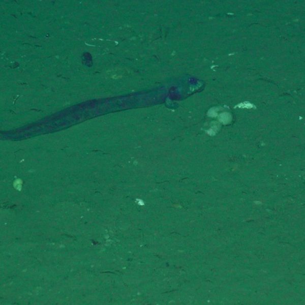 Eelpout at SHR