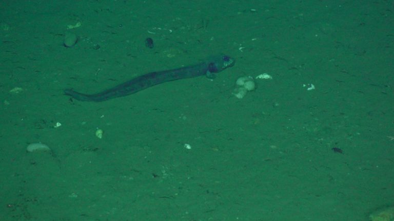 long eel-like fish on seafloor