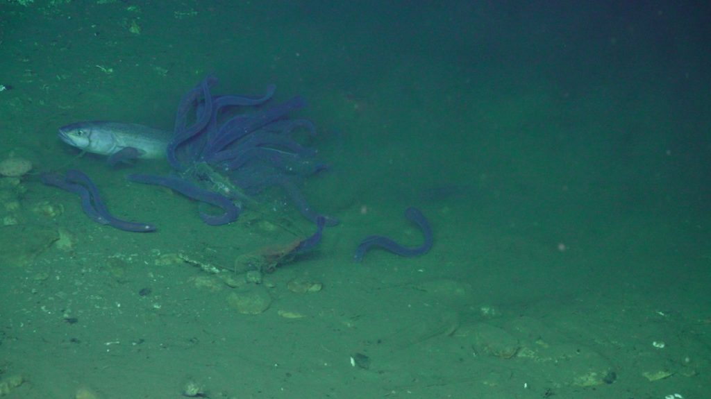 sulis_20250813020803 Large