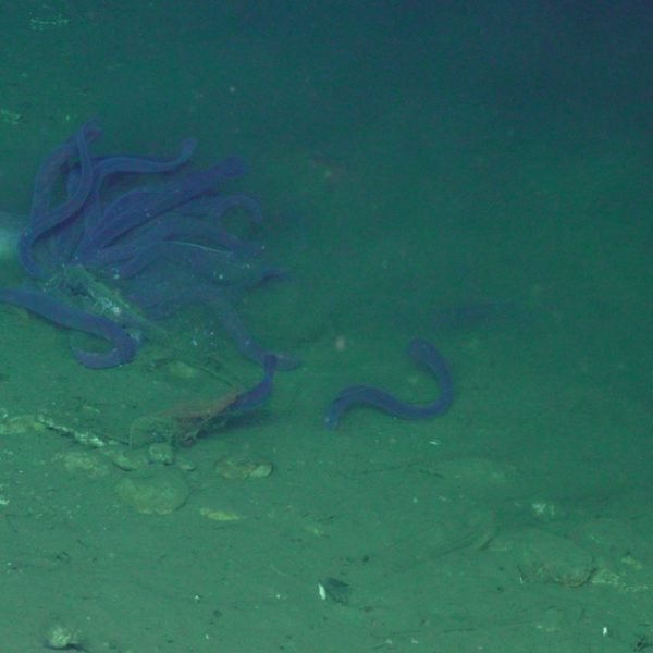 Hagfish eating a sablefish at SHR