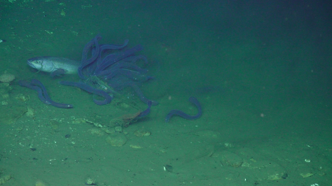 Hagfish eating a sablefish at SHR