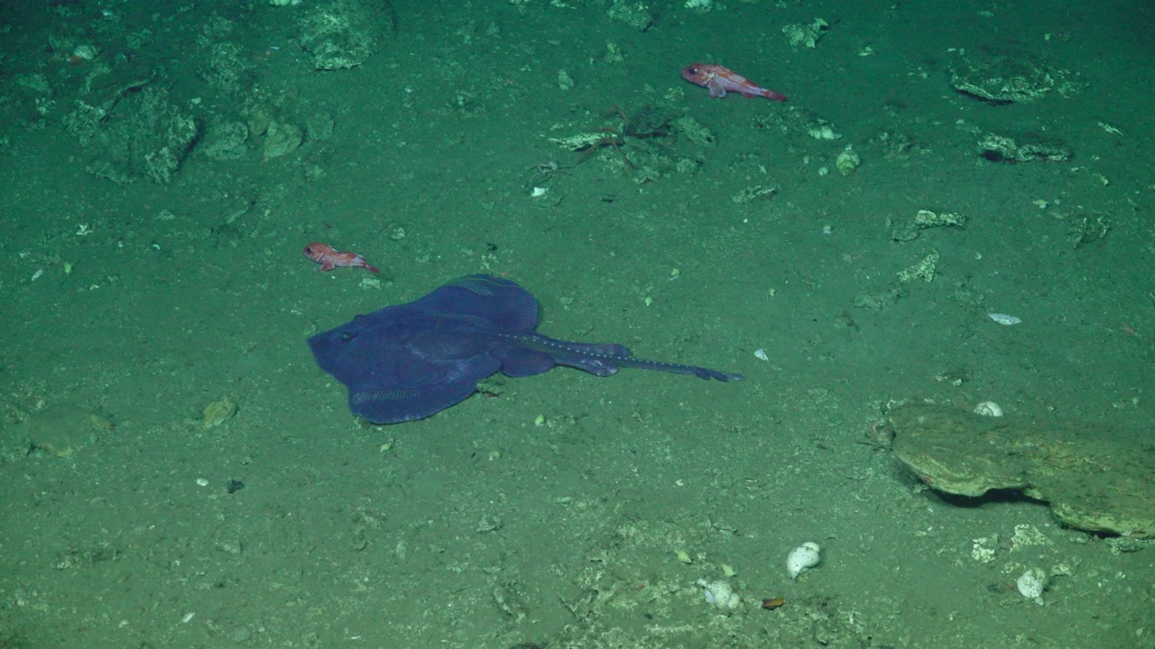 sulis_20250813022214 Large