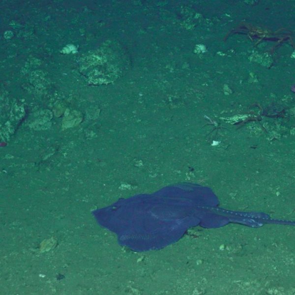 Roughtail skate rockfish and crab