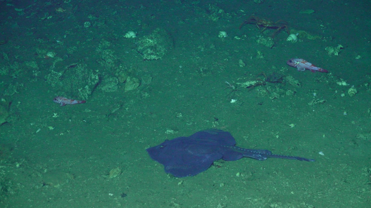 Roughtail skate rockfish and crab