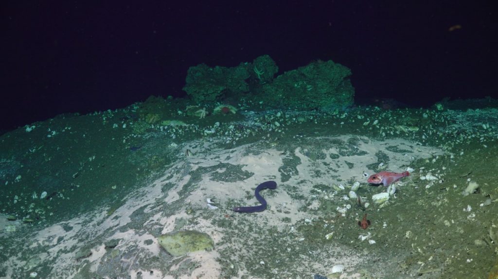 sulis_20250813030949 Large