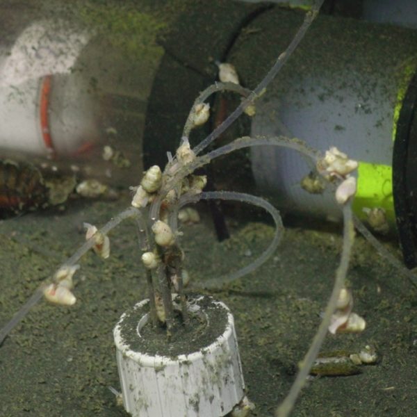 Snails on the Mosquito