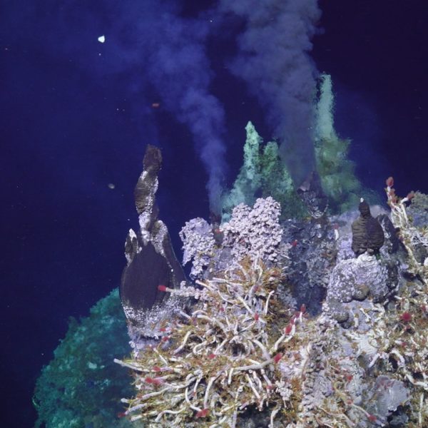 Tube worms and black smokers