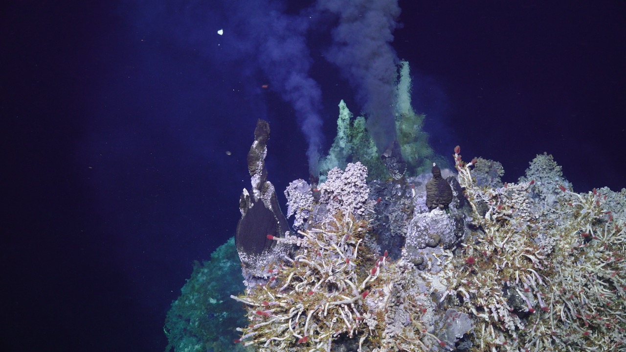 Tube worms and black smokers
