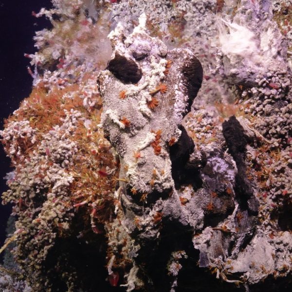 Biological community around the chimneys