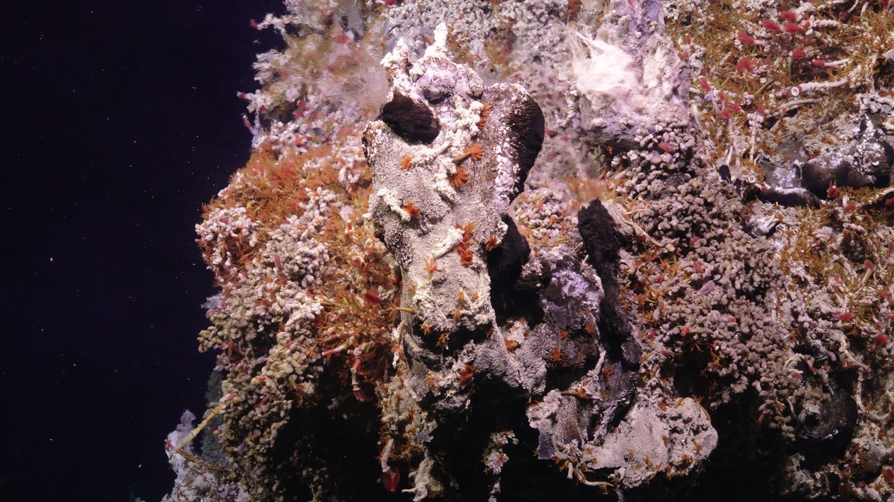 Biological community around the chimneys