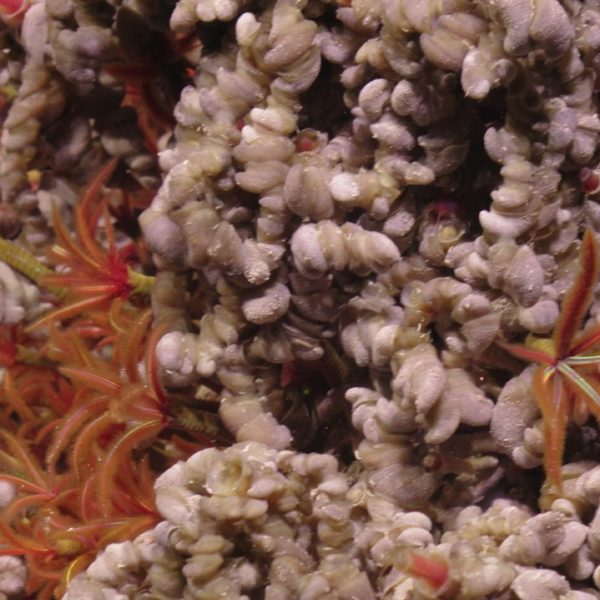 Palm worms, tube worms, and limpets