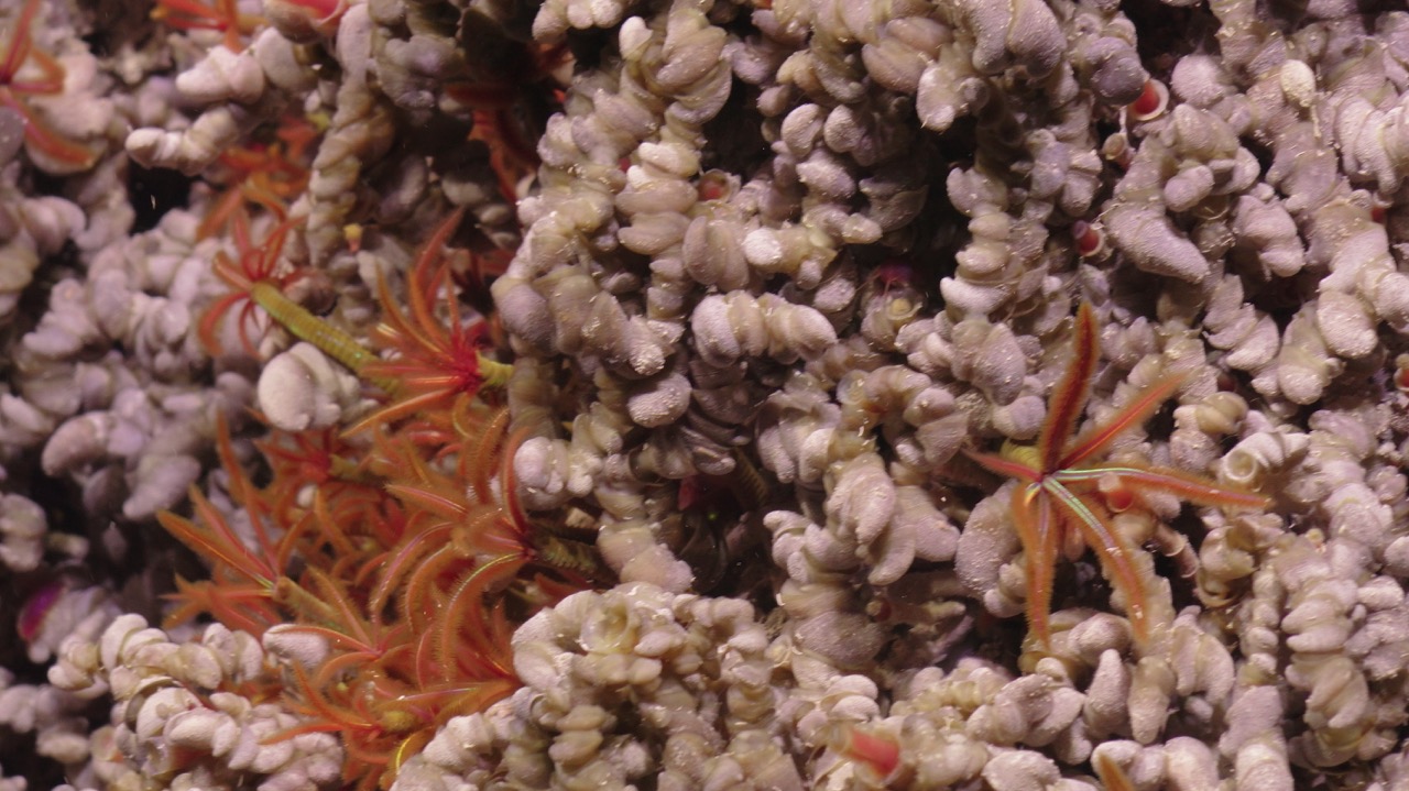 Palm worms, tube worms, and limpets
