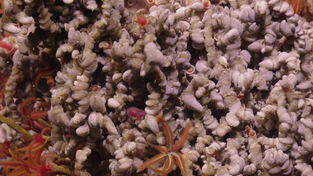 Scale worms, palm worms, and limpets