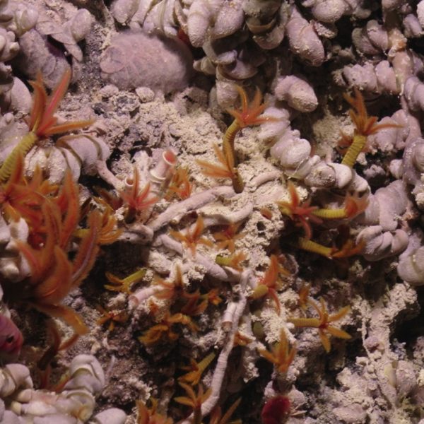 Polychaetes and limpets on Mushroom