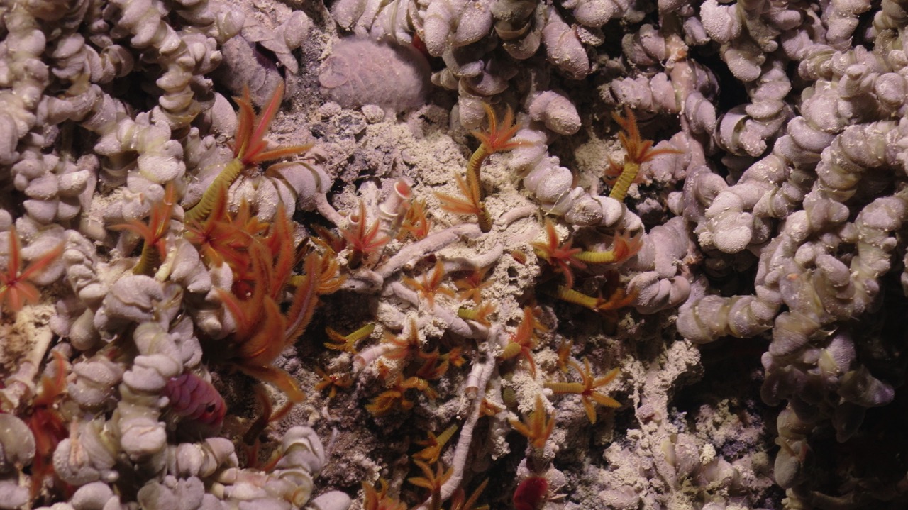 Polychaetes and limpets on Mushroom