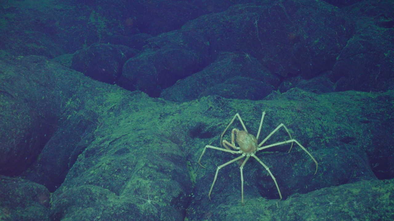 Spider crab and basalt