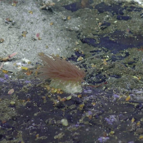 Anemone and tube worms at Axial Seamount