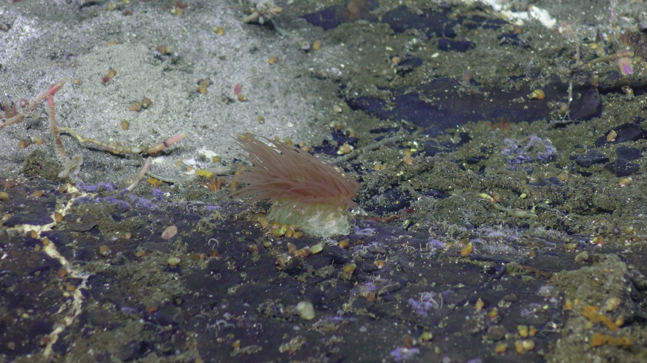 Anemone and tube worms at Axial Seamount